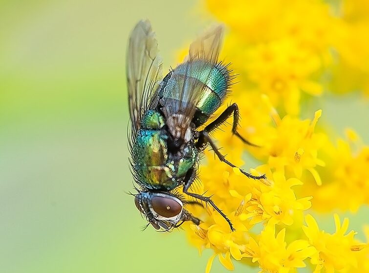 How to Get Rid of Flies Presto Pest Control