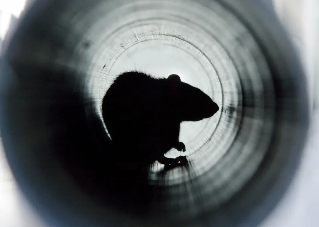 a rat or mice inside a pipe