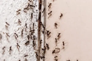 Black ants on a wall 5 worst pests for businesses